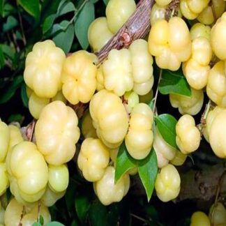 Seema Usirikayalu Star Gooseberry
