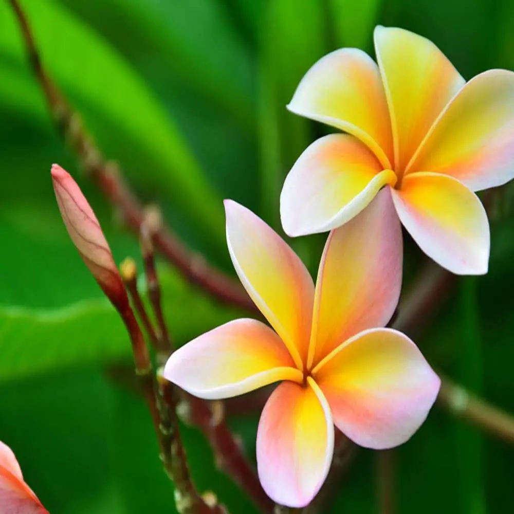 Frangipani Deva Ganneru Puvvu Flowers Online