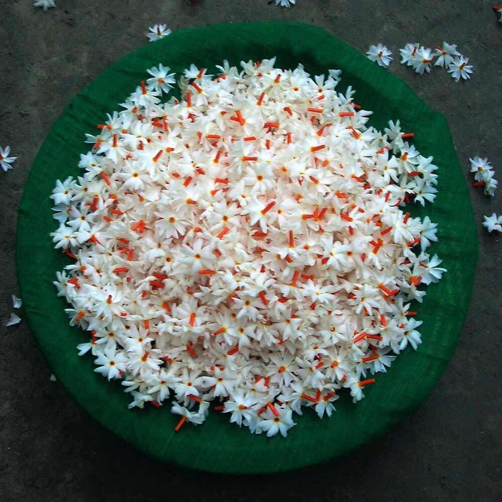Parijatha Flower Puvvulu online