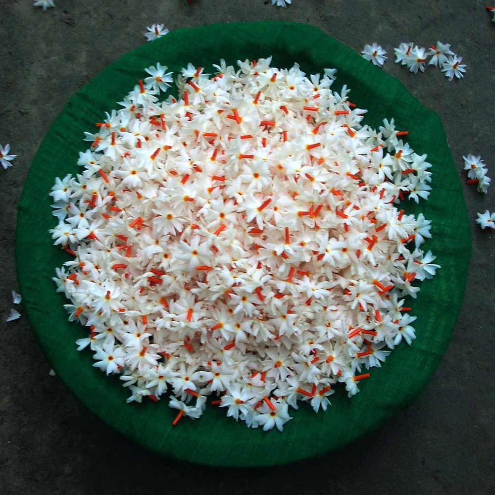 Buy Parijatha Flowers / Puvvu Online