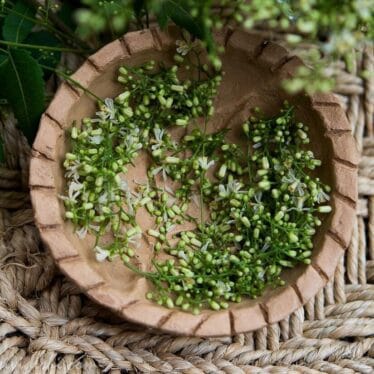 Buy Dried Neem Flowers/Blooms Online - Natural Wellness | Sitara Foods